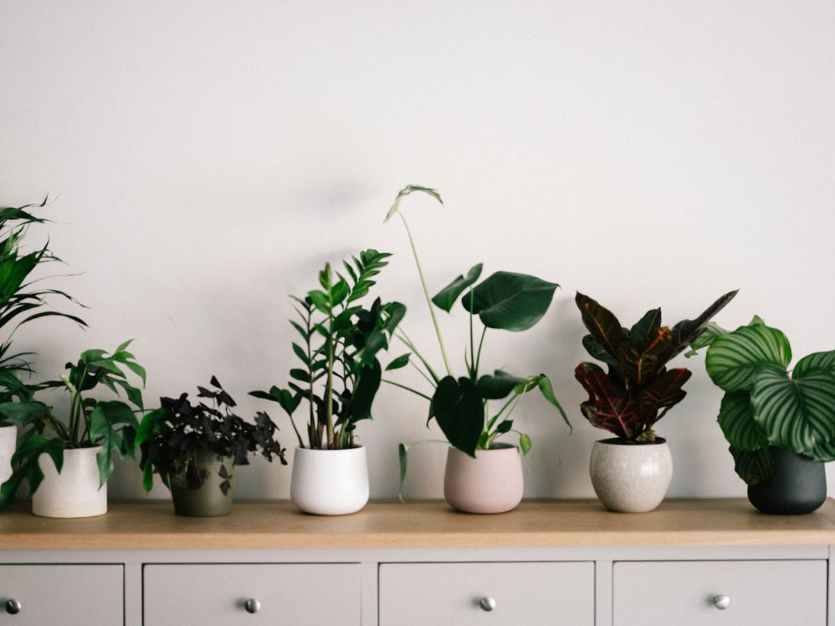 Plantas
