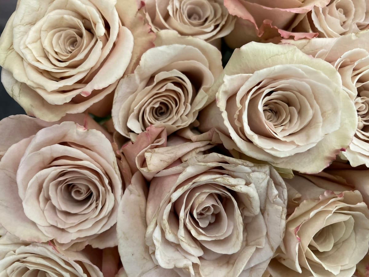 Rosas preservadas