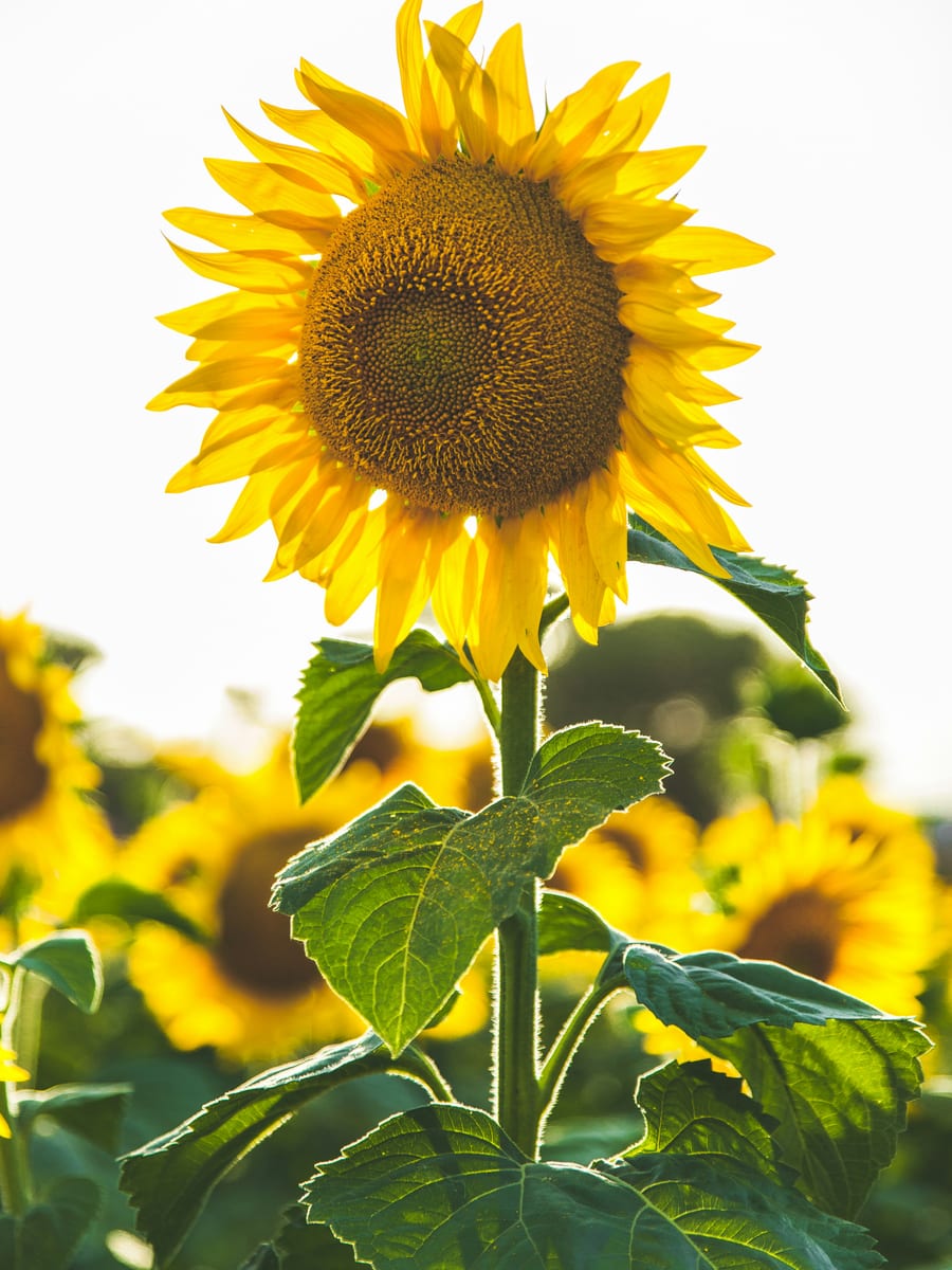 Ramo Girasoles Radiantes