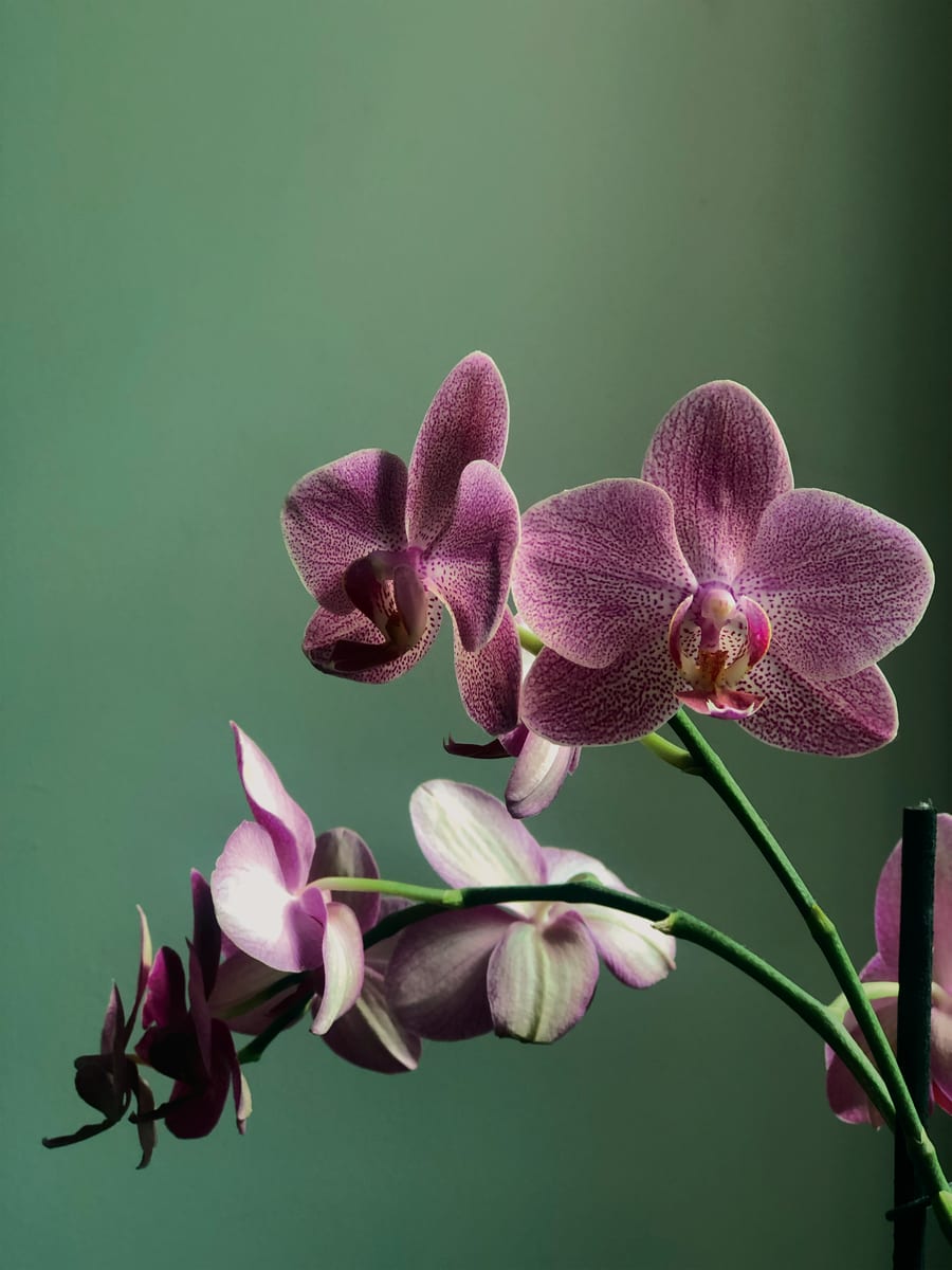 Orquídea Phalaenopsis
