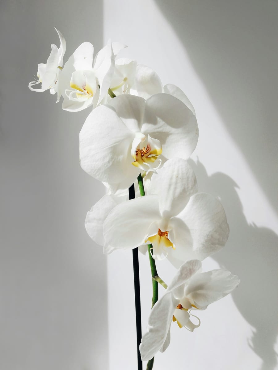 Arreglo Orquídeas Zen