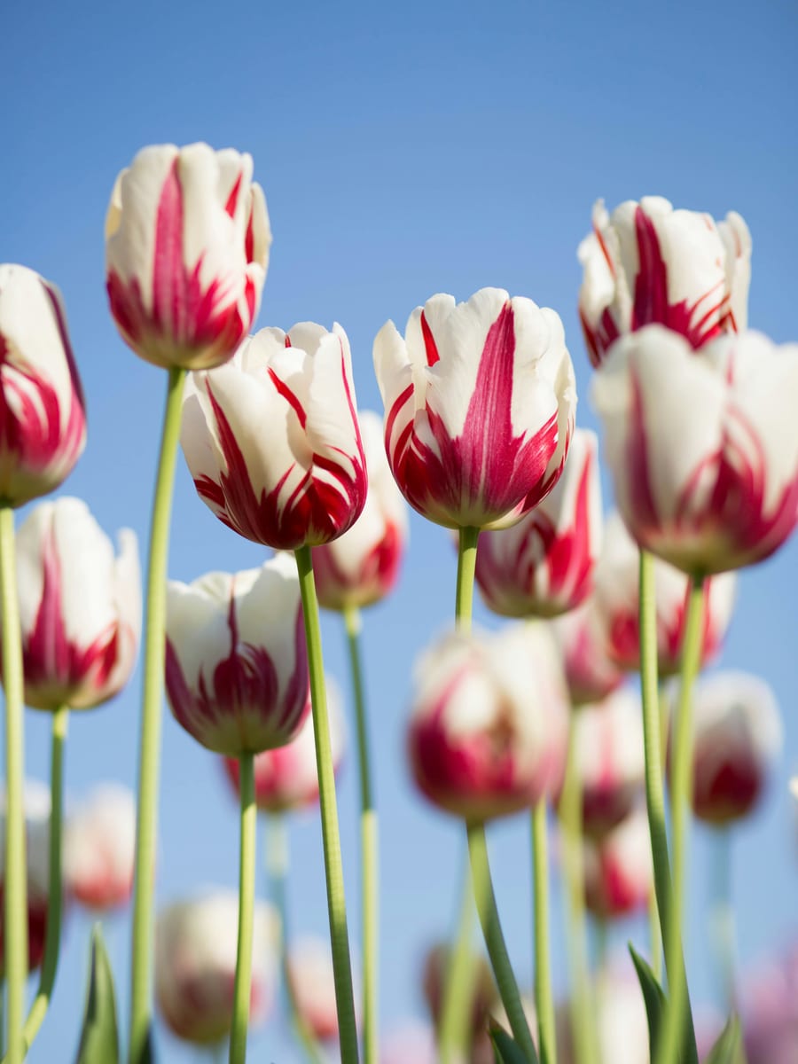 Ramo Tulipanes Pastel